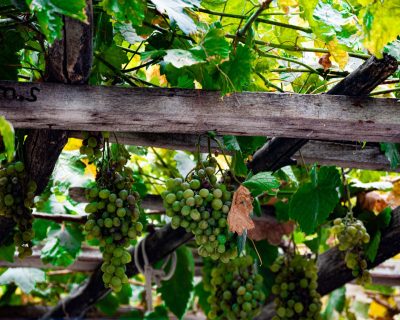 Comment tailler une vigne de raisin de table ?